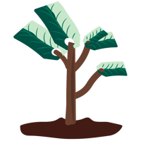 plant